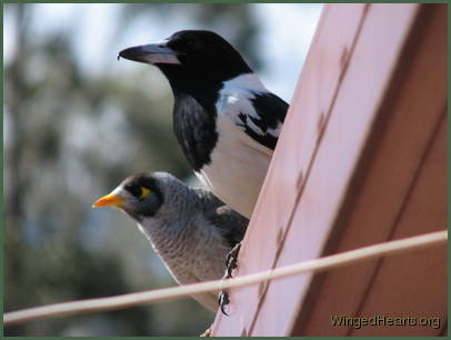 Dimpy-pied butcherbird and Renuthri - noisy-miner basking on the roof