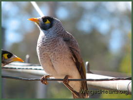 Renutu noisy-miner sittin on the line