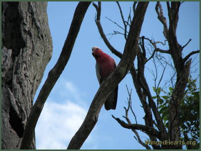 The galahs are keen to show their nest