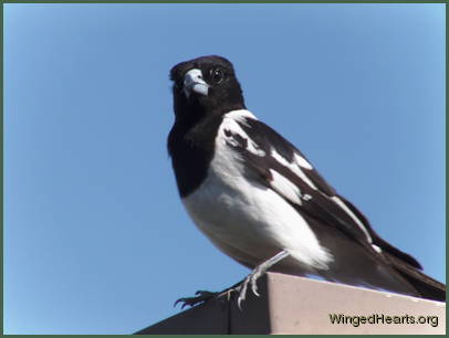 mummy butcherbird