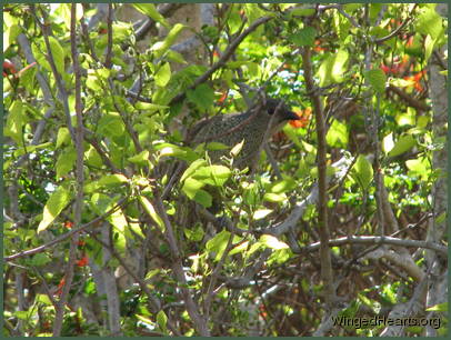 A female bowerbird is quietly