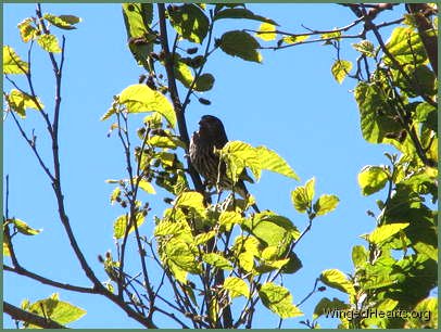 Orioles love fruits