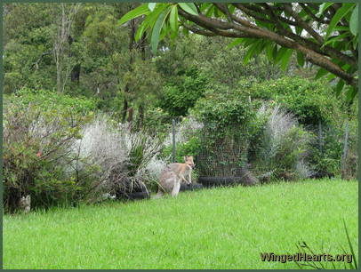 The wallabies are enjoying the rich pickings