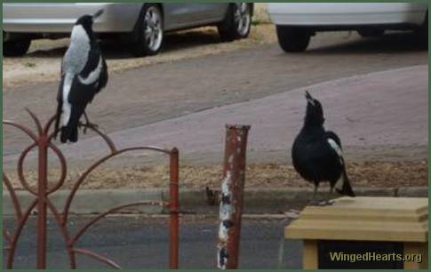 shirley's magpie's on the fence